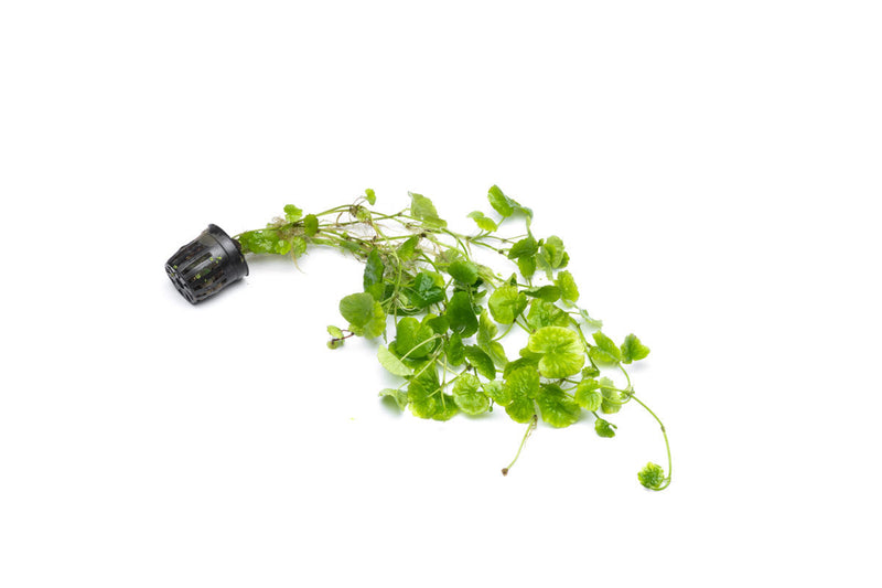 Healthy Hydrocotyle Leucocephala aquatic plant from ACW with vibrant green, bushy leaves suitable for freshwater aquariums.