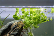 Healthy Hydrocotyle Leucocephala aquatic plant from ACW with lush green leaves, ideal for freshwater aquariums.