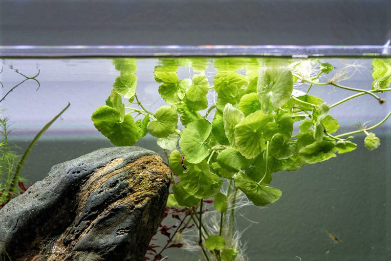 Healthy Hydrocotyle Leucocephala aquatic plant from ACW with lush green leaves, ideal for freshwater aquariums.
