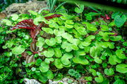 Healthy Hydrocotyle Leucocephala aquatic plant from ACW with lush green, rounded leaves suitable for freshwater aquariums.