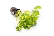 Hydrocotyle Leucocephala Variegated Aquatic Plant - Buce Plant
