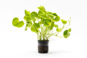 Hydrocotyle Leucocephala Variegated Aquatic Plant - Buce Plant