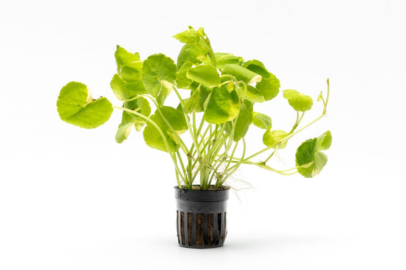 Hydrocotyle Leucocephala Variegated Aquatic Plant - Buce Plant