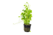 Aquatic Hydrocotyle Sibthorpioides plant by ACW with green, rounded leaves suitable for freshwater aquariums.