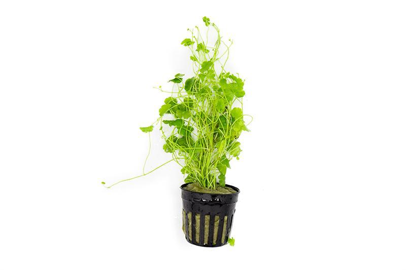 Aquatic Hydrocotyle Sibthorpioides plant by ACW with green, rounded leaves suitable for freshwater aquariums.