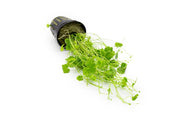 Healthy Hydrocotyle Sibthorpioides aquatic plant from ACW with lush green, rounded leaves suitable for freshwater aquariums.
