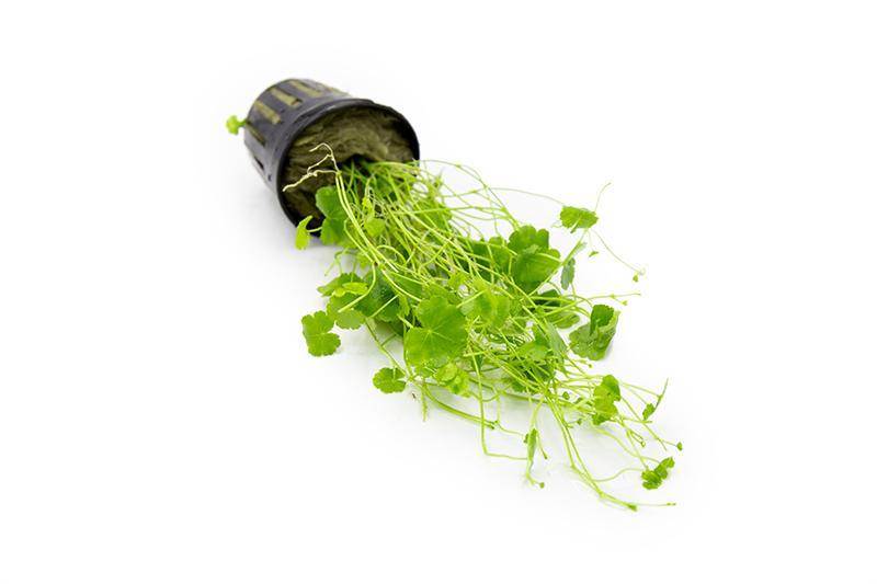 Healthy Hydrocotyle Sibthorpioides aquatic plant from ACW with lush green, rounded leaves suitable for freshwater aquariums.