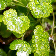Healthy Hydrocotyle Sibthorpioides aquatic plant from ACW, showing vibrant green foliage perfect for freshwater aquariums.