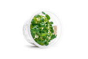 Hydrocotyle Sibthorpioides Aquatic Farmer Tissue Culture Tissue Culture - Buce Plant
