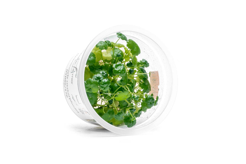 Hydrocotyle Sibthorpioides Aquatic Farmer Tissue Culture Tissue Culture - Buce Plant
