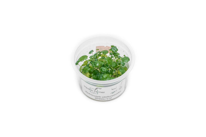 Hydrocotyle Sibthorpioides Aquatic Farmer Tissue Culture Tissue Culture - Buce Plant
