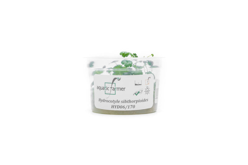 Hydrocotyle Sibthorpioides Aquatic Farmer Tissue Culture Tissue Culture - Buce Plant