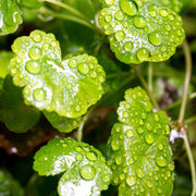 Hydrocotyle Sibthorpioides UNS Tissue Culture Aquatic Plant - Buce Plant