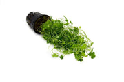 Green Hydrocotyle Tripartita aquatic plant from ACW, showcasing its delicate, tripartite leaf structure suitable for freshwater aquariums.