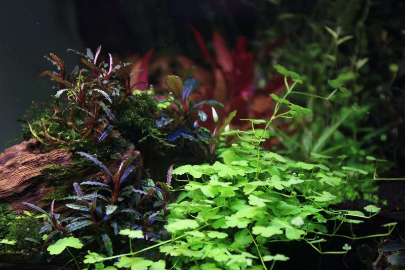 Healthy Hydrocotyle Tripartita aquatic plant from ACW with bright green, tripartite leaves suitable for freshwater aquariums.