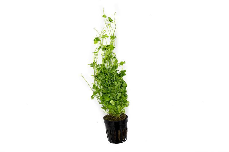 Healthy Hydrocotyle Tripartita aquatic plant from ACW, featuring vibrant green, finely divided leaves for freshwater aquariums.