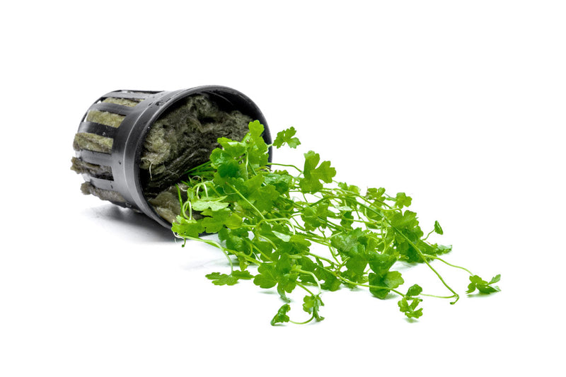 Healthy Hydrocotyle Tripartita aquatic plant from ACW with lush green, tripartite leaves, ideal for freshwater aquariums.