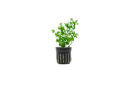 Aquatic plant Hydrocotyle Tripartita by ACW, featuring lush green, tripartite leaves ideal for freshwater aquariums.