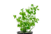 Aquatic plant Hydrocotyle Tripartita by ACW with green, tripartite leaves suitable for freshwater aquariums