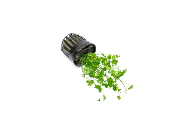 Healthy Hydrocotyle Tripartita aquatic plant from ACW with lush green, tripartite leaves perfect for freshwater aquariums.