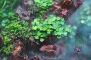 Hydrocotyle Tripartita Aquatic Farmer Tissue Culture Aquatic Plant - Buce Plant