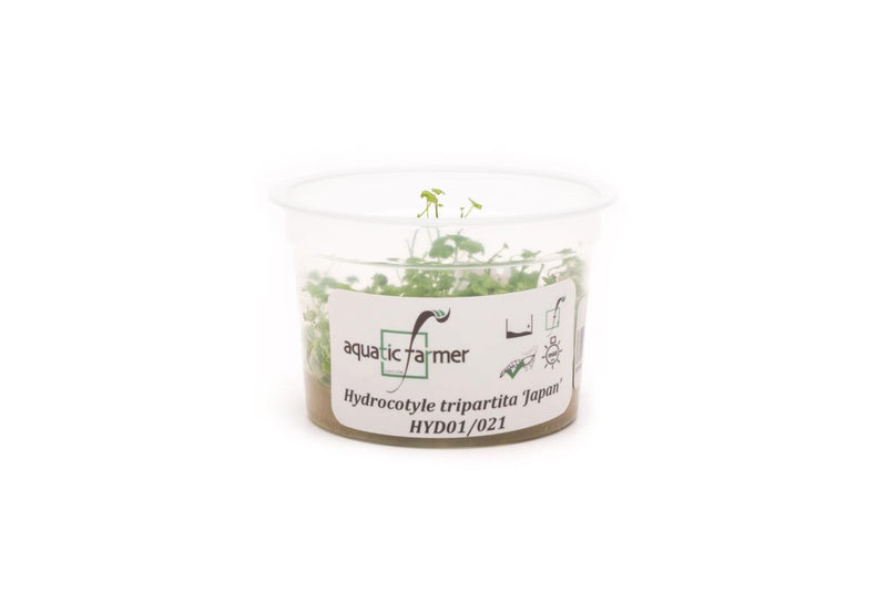 Hydrocotyle Tripartita Aquatic Farmer Tissue Culture Aquatic Plant - Buce Plant