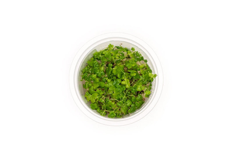 Hydrocotyle Tripartita Aquatic Farmer Tissue Culture Aquatic Plant - Buce Plant