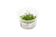 Hydrocotyle Tripartita Aquatic Farmer Tissue Culture Aquatic Plant - Buce Plant