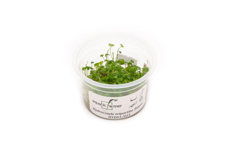 Hydrocotyle Tripartita Aquatic Farmer Tissue Culture Aquatic Plant - Buce Plant