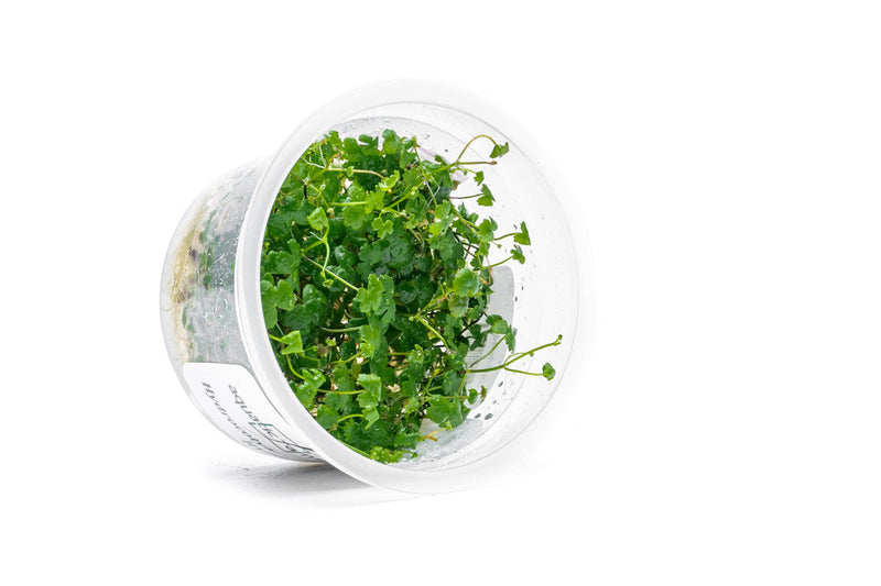 Hydrocotyle Tripartita Aquatic Farmer Tissue Culture Aquatic Plant - Buce Plant