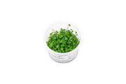 Hydrocotyle Tripartita Aquatic Farmer Tissue Culture Aquatic Plant - Buce Plant