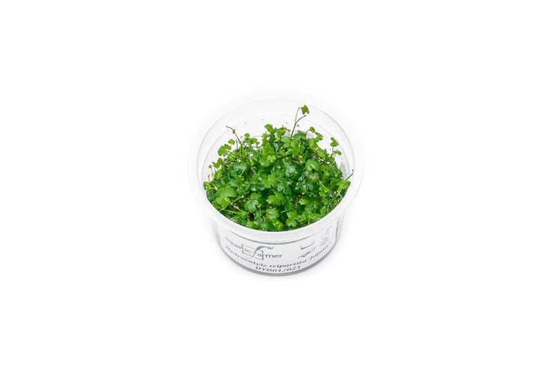 Hydrocotyle Tripartita Aquatic Farmer Tissue Culture Aquatic Plant - Buce Plant