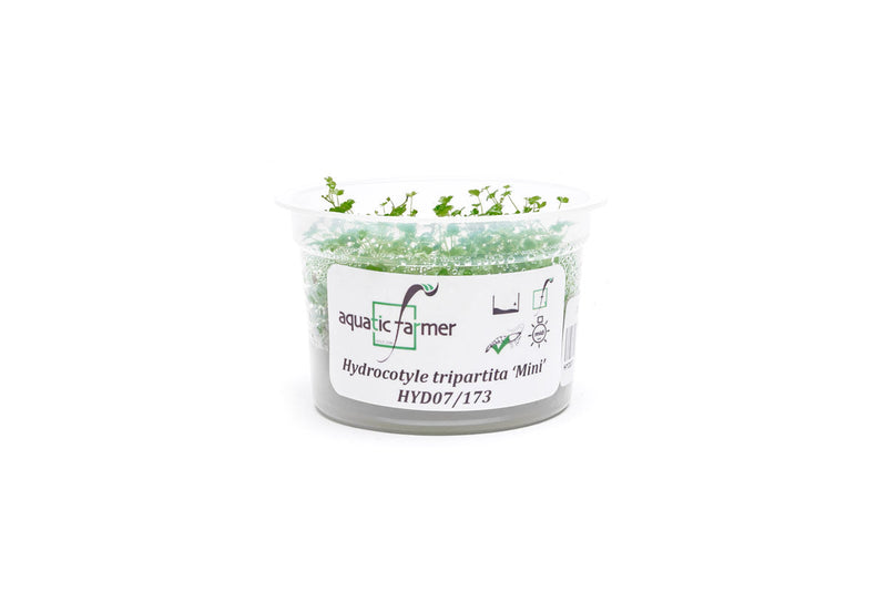 Hydrocotyle Tripartita Mini Aquatic Farmer Tissue Culture Aquatic Plant - Buce Plant