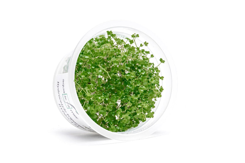 Hydrocotyle Tripartita Mini Aquatic Farmer Tissue Culture Aquatic Plant - Buce Plant