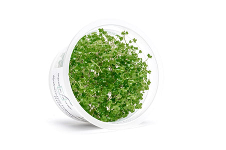 Hydrocotyle Tripartita Mini Aquatic Farmer Tissue Culture Plant — Buce ...