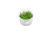 Hydrocotyle Tripartita Mini Aquatic Farmer Tissue Culture Aquatic Plant - Buce Plant