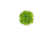 Hydrocotyle Tripartita UNS Tissue Culture Aquatic Plant - Buce Plant
