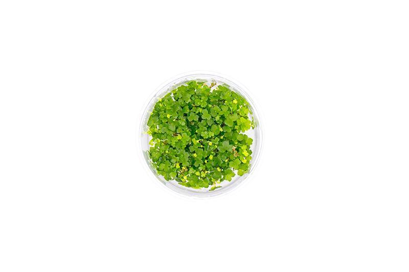 Hydrocotyle Tripartita UNS Tissue Culture Aquatic Plant - Buce Plant