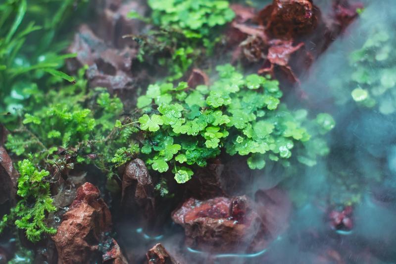 Hydrocotyle Tripartita UNS Tissue Culture Aquatic Plant - Buce Plant