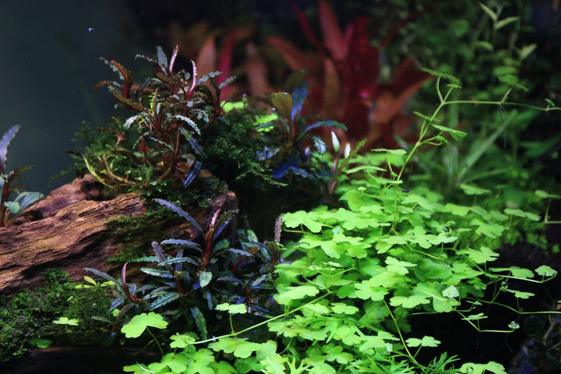 Hydrocotyle Tripartita UNS Tissue Culture Aquatic Plant - Buce Plant