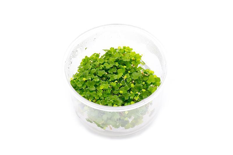 Hydrocotyle Tripartita UNS Tissue Culture — Buce Plant