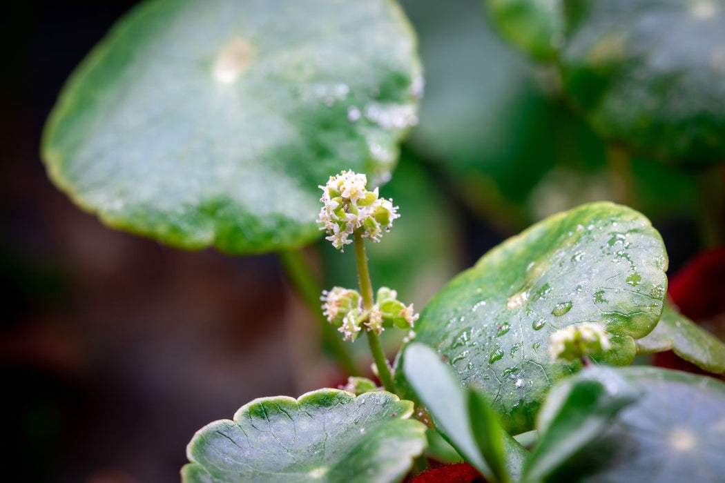 Healthy Hydrocotyle Verticillata aquatic plant from ACW, showing lush green, whorled leaves ideal for freshwater aquariums.