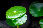 Healthy Hydrocotyle Verticillata aquatic plant by ACW with vibrant green, detailed leaves ideal for freshwater aquariums.