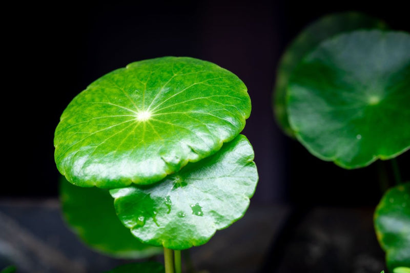 Healthy Hydrocotyle Verticillata aquatic plant by ACW with vibrant green, detailed leaves ideal for freshwater aquariums.