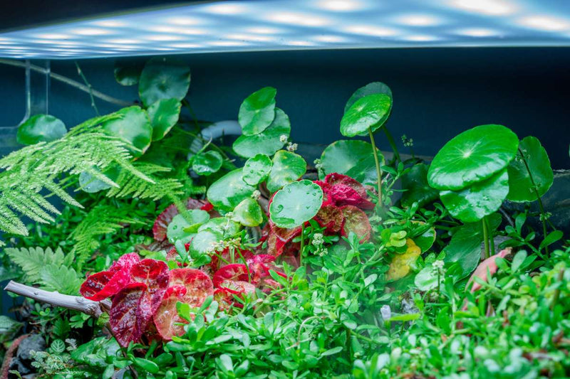 Healthy Hydrocotyle Verticillata aquatic plant from ACW, with lush green, round leaves ideal for freshwater aquariums.