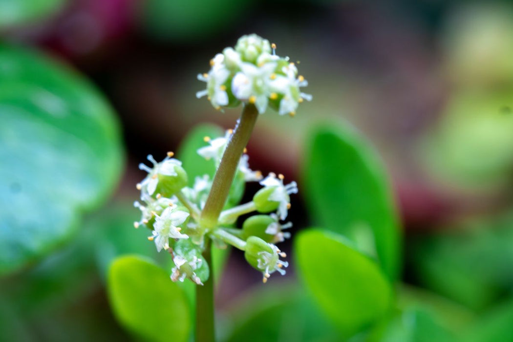 Healthy Hydrocotyle Verticillata aquatic plant from ACW with lush green, rounded leaves suitable for freshwater aquariums.