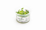 Hydrocotyle Verticillata Aquatic Farmer Tissue Culture Tissue Culture - Buce Plant