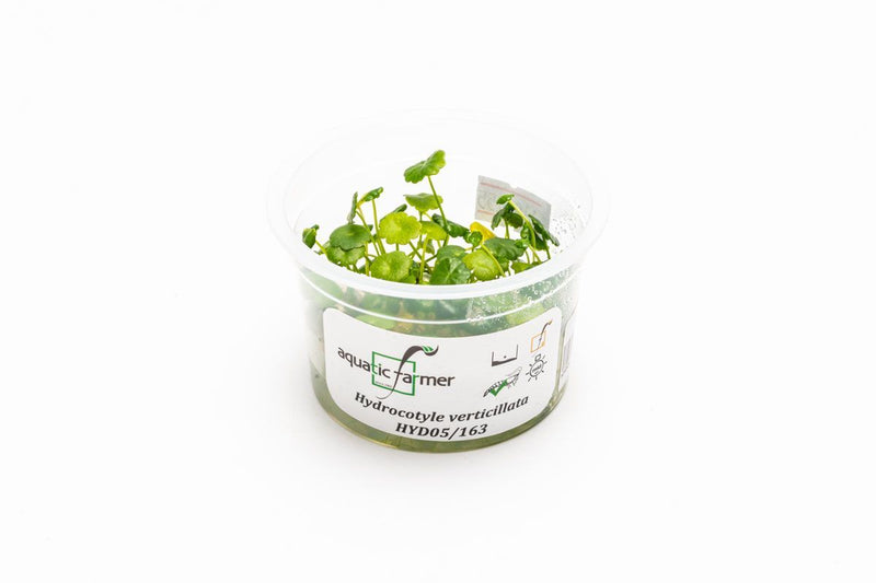 Hydrocotyle Verticillata Aquatic Farmer Tissue Culture Tissue Culture - Buce Plant