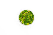 Hydrocotyle Verticillata Aquatic Farmer Tissue Culture Tissue Culture - Buce Plant