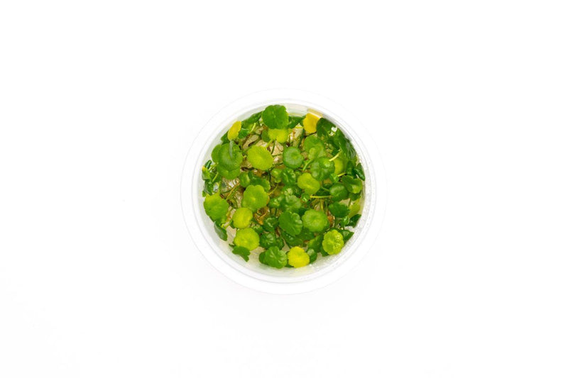 Hydrocotyle Verticillata Aquatic Farmer Tissue Culture Tissue Culture - Buce Plant